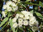 Eucalyptus