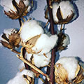 Cotton Plant