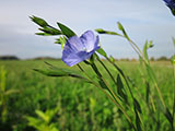 Linen from Flax Plant