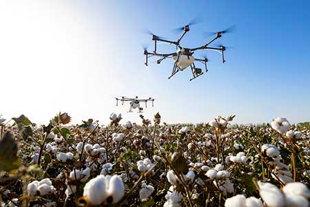 Cotton Field - Massage Towels